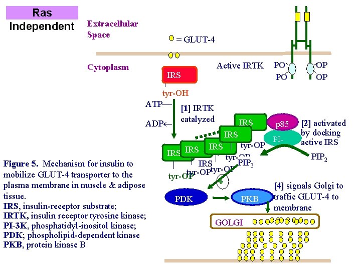 Ras Independent Extracellular Space = GLUT-4 Cytoplasm IRS Active IRTK PO PO OP OP