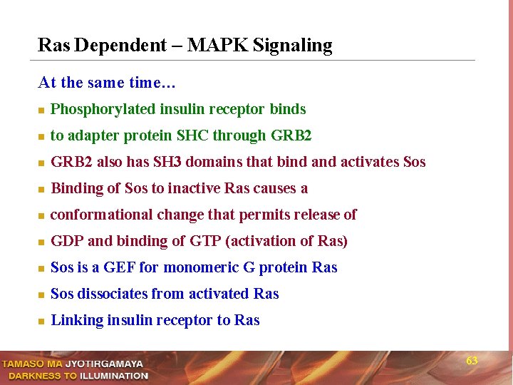 Ras Dependent – MAPK Signaling At the same time… n Phosphorylated insulin receptor binds