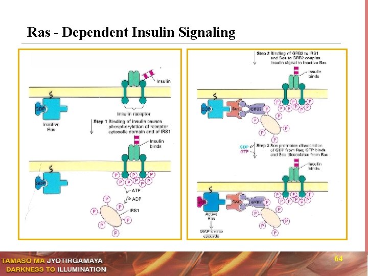 Ras - Dependent Insulin Signaling 64 