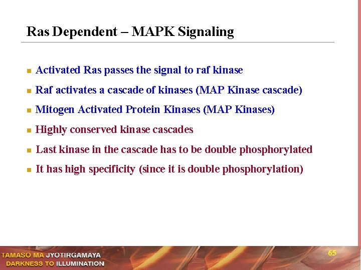 Ras Dependent – MAPK Signaling n Activated Ras passes the signal to raf kinase
