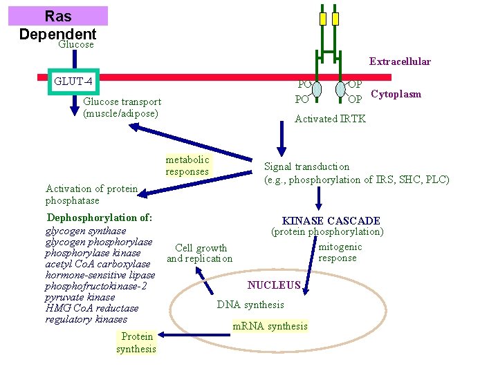 Ras Dependent Glucose Extracellular GLUT-4 PO PO Glucose transport (muscle/adipose) Activated IRTK metabolic responses