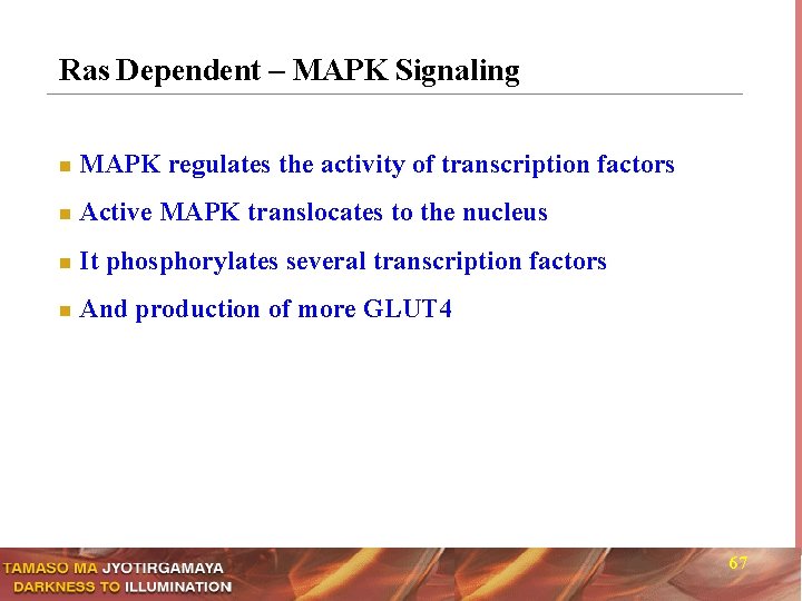 Ras Dependent – MAPK Signaling n MAPK regulates the activity of transcription factors n