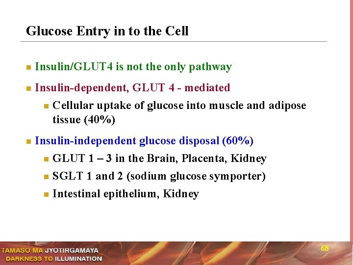 Glucose Entry in to the Cell n n n Insulin/GLUT 4 is not the