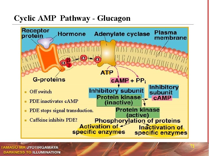 Cyclic AMP Pathway - Glucagon n Off switch n PDE inactivates c. AMP n