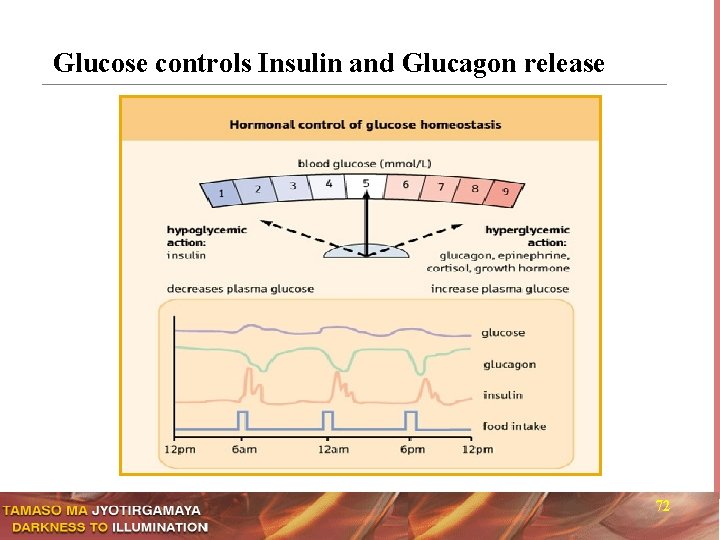 Glucose controls Insulin and Glucagon release 72 
