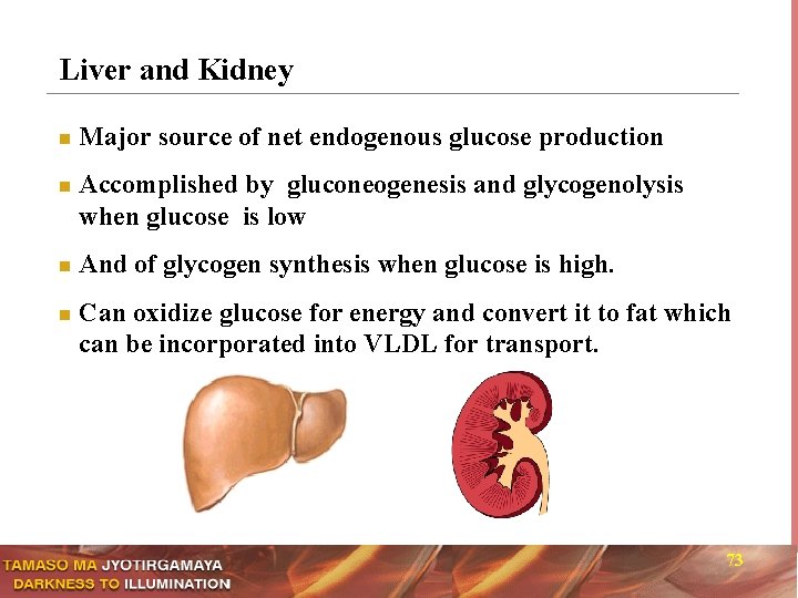 Liver and Kidney n n Major source of net endogenous glucose production Accomplished by