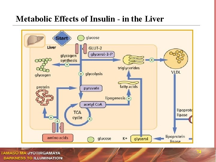 Metabolic Effects of Insulin - in the Liver 74 