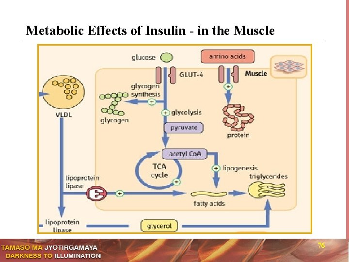 Metabolic Effects of Insulin - in the Muscle 76 