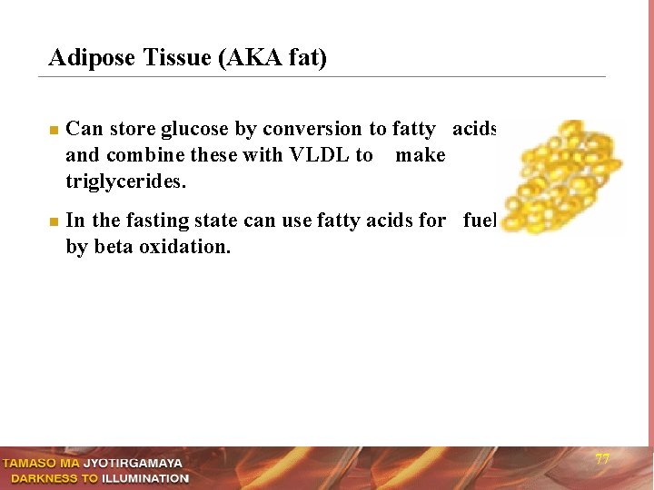 Adipose Tissue (AKA fat) n n Can store glucose by conversion to fatty acids