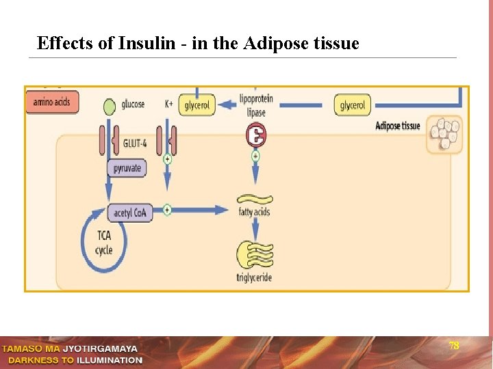 Effects of Insulin - in the Adipose tissue 78 