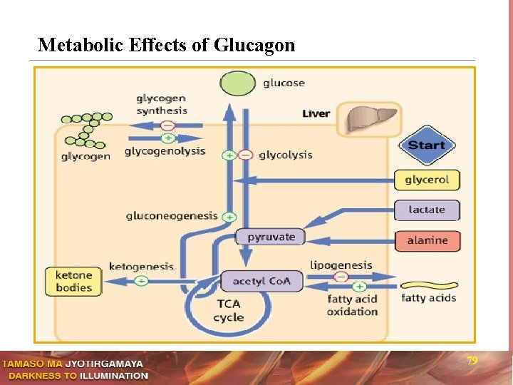 Metabolic Effects of Glucagon 79 