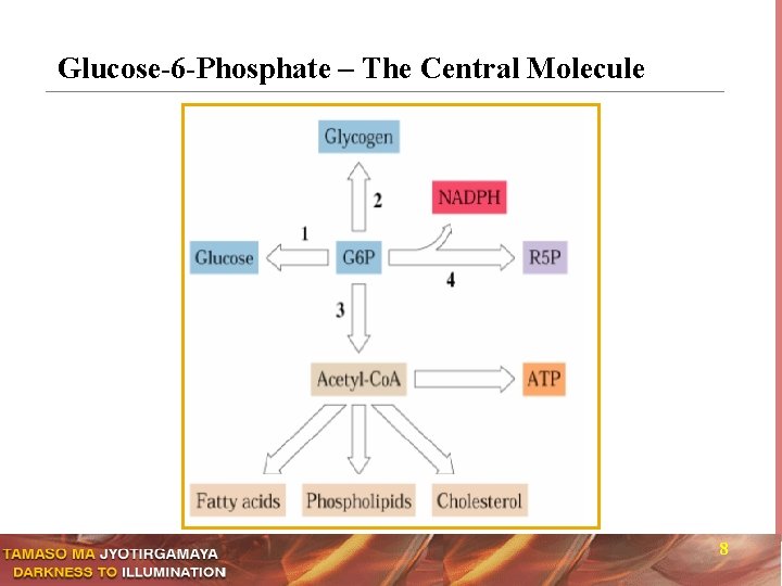 Glucose-6 -Phosphate – The Central Molecule 8 