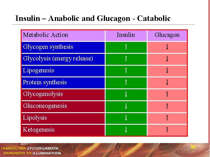 Insulin – Anabolic and Glucagon - Catabolic Metabolic Action Insulin Glucagon Glycogen synthesis ↑