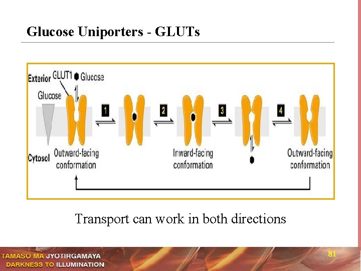 Glucose Uniporters - GLUTs Transport can work in both directions 81 