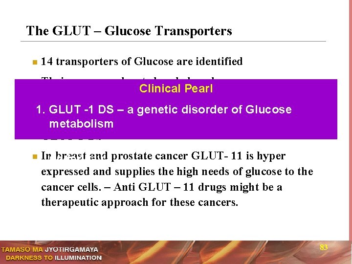 The GLUT – Glucose Transporters n 14 transporters of Glucose are identified Their genes
