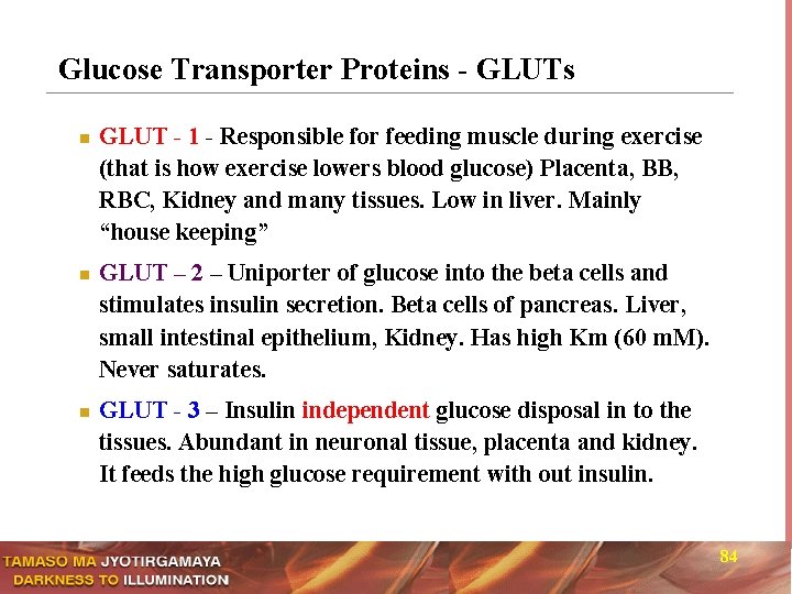 Glucose Transporter Proteins - GLUTs n n n GLUT - 1 - Responsible for