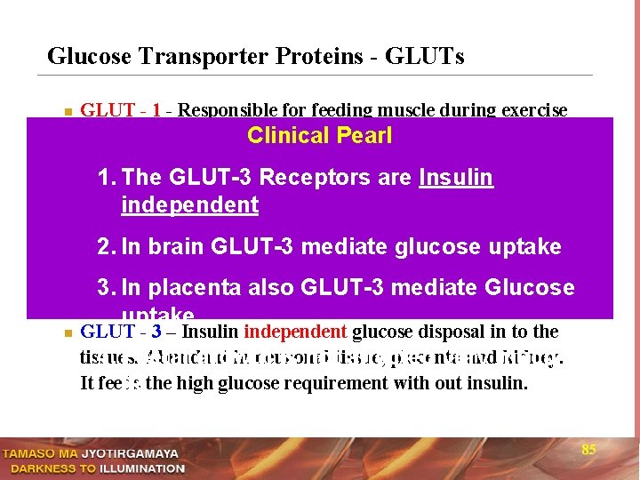 Glucose Transporter Proteins - GLUTs n n n GLUT - 1 - Responsible for