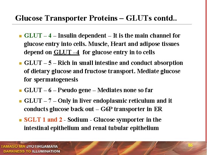 Glucose Transporter Proteins – GLUTs contd. . n n n GLUT – 4 –