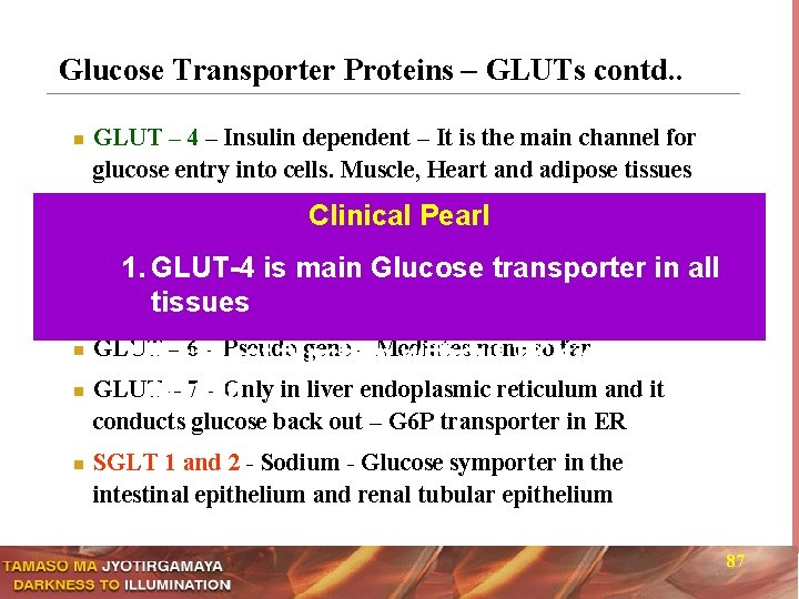 Glucose Transporter Proteins – GLUTs contd. . n GLUT – 4 – Insulin dependent