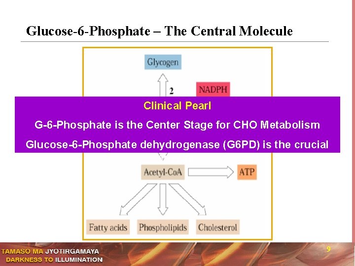 Glucose-6 -Phosphate – The Central Molecule Clinical Pearl G-6 -Phosphate is the Center Stage