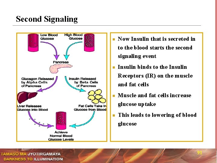 Second Signaling n n Now Insulin that is secreted in to the blood starts