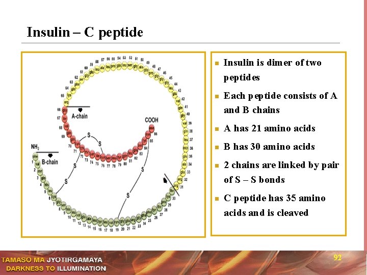 Insulin – C peptide n n Insulin is dimer of two peptides Each peptide