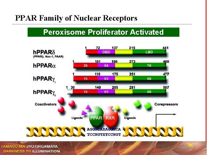 PPAR Family of Nuclear Receptors Peroxisome Proliferator Activated Receptors 96 