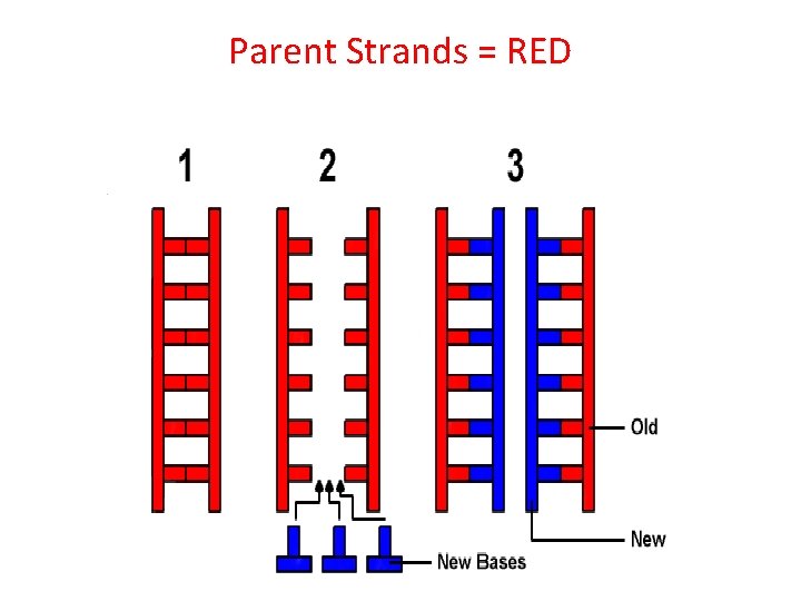 Parent Strands = RED Newly Synthesized Strands = BLUE 