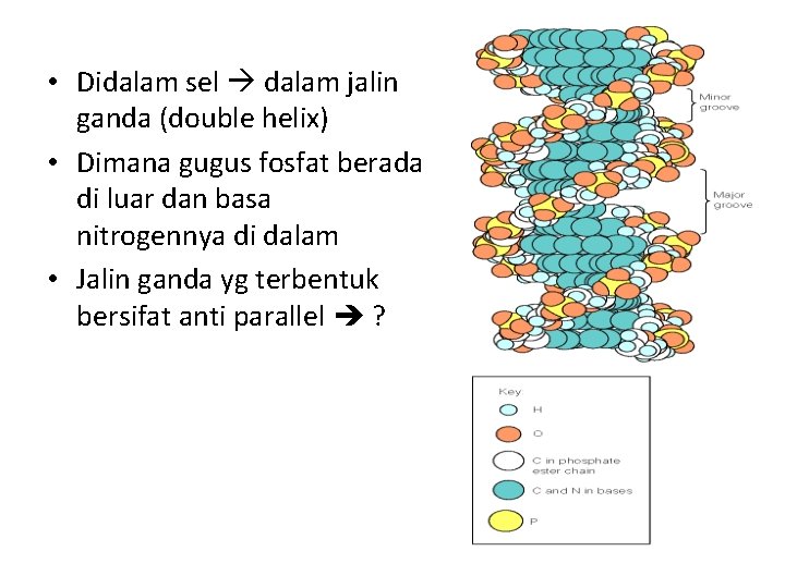  • Didalam sel dalam jalin ganda (double helix) • Dimana gugus fosfat berada