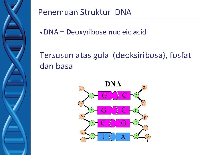 Penemuan Struktur DNA • DNA = Deoxyribose nucleic acid Tersusun atas gula (deoksiribosa), fosfat