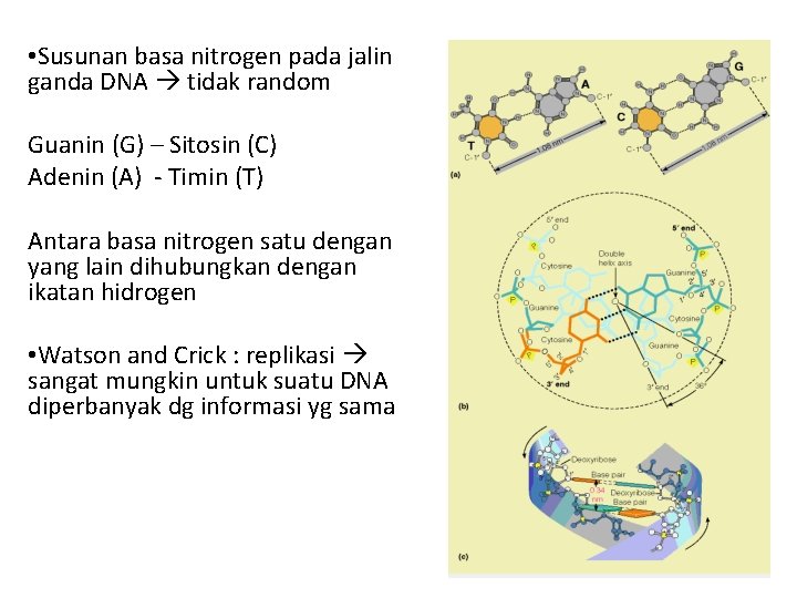  • Susunan basa nitrogen pada jalin ganda DNA tidak random Guanin (G) –