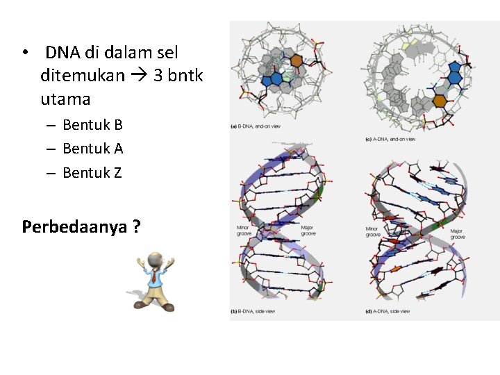  • DNA di dalam sel ditemukan 3 bntk utama – Bentuk B –