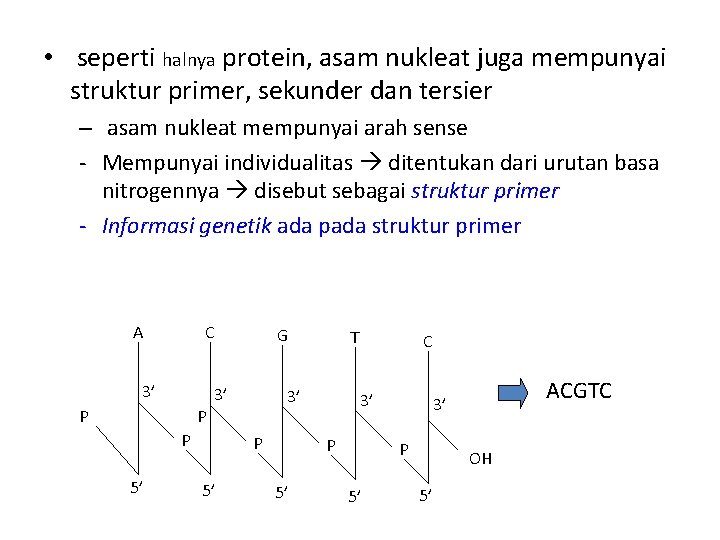  • seperti halnya protein, asam nukleat juga mempunyai struktur primer, sekunder dan tersier