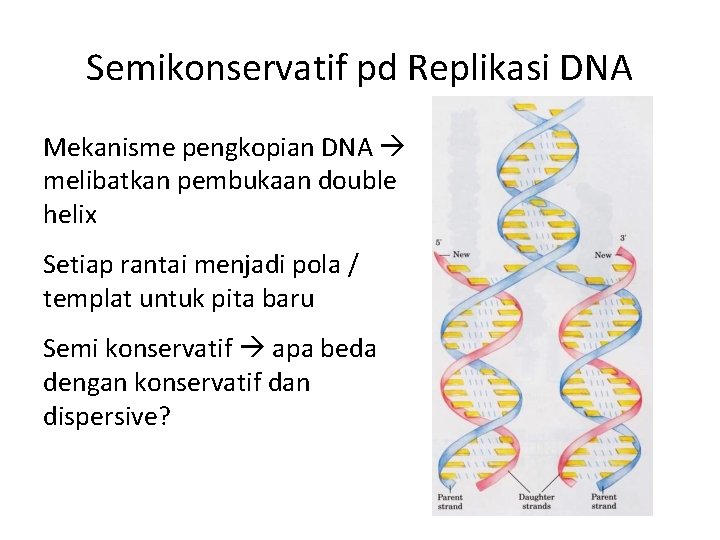Semikonservatif pd Replikasi DNA Mekanisme pengkopian DNA melibatkan pembukaan double helix Setiap rantai menjadi