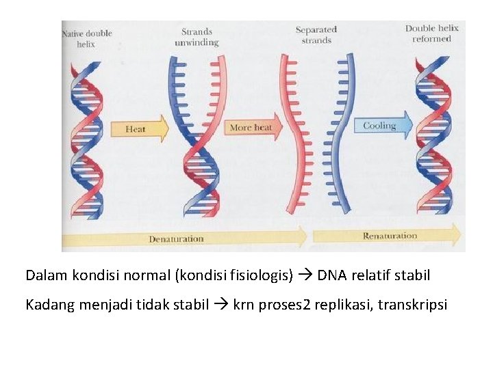 Dalam kondisi normal (kondisi fisiologis) DNA relatif stabil Kadang menjadi tidak stabil krn proses