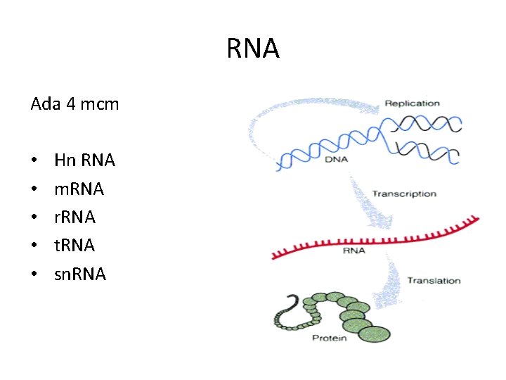 RNA Ada 4 mcm • • • Hn RNA m. RNA r. RNA t.