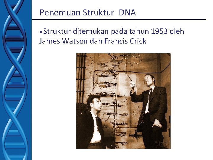 Penemuan Struktur DNA • Struktur ditemukan pada tahun 1953 oleh James Watson dan Francis