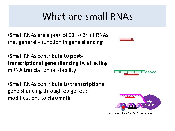 What are small RNAs • Small RNAs are a pool of 21 to 24