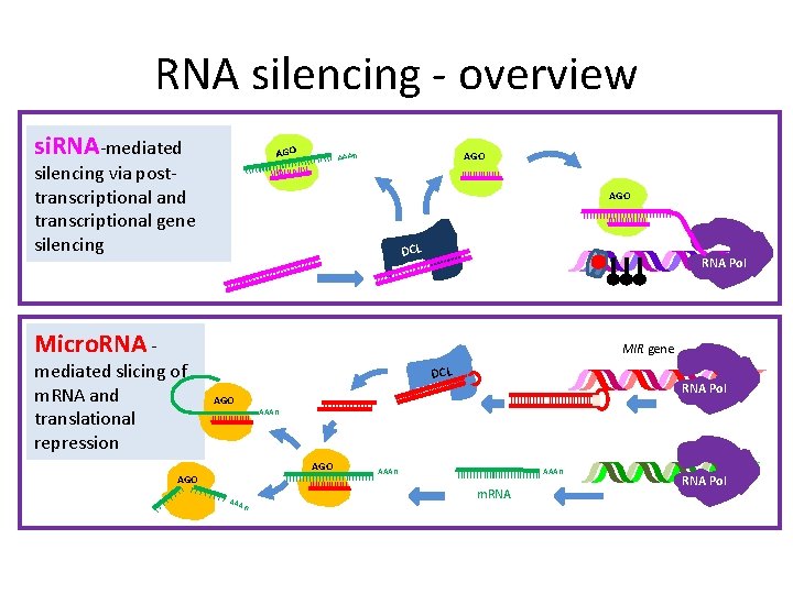 RNA silencing - overview si. RNA-mediated AGO AAAn silencing via posttranscriptional and transcriptional gene