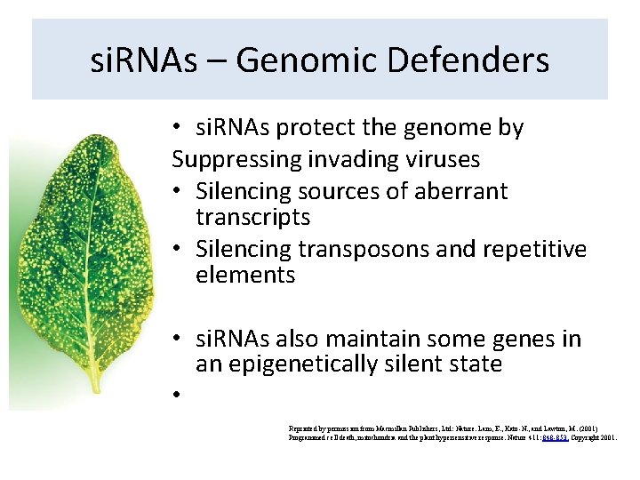 si. RNAs – Genomic Defenders • si. RNAs protect the genome by Suppressing invading