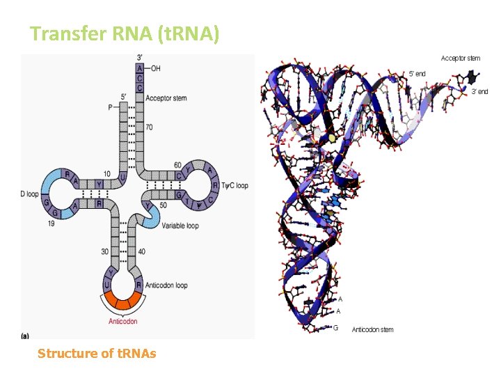 Transfer RNA (t. RNA) composed of a nucleic acid and a specific amino acid