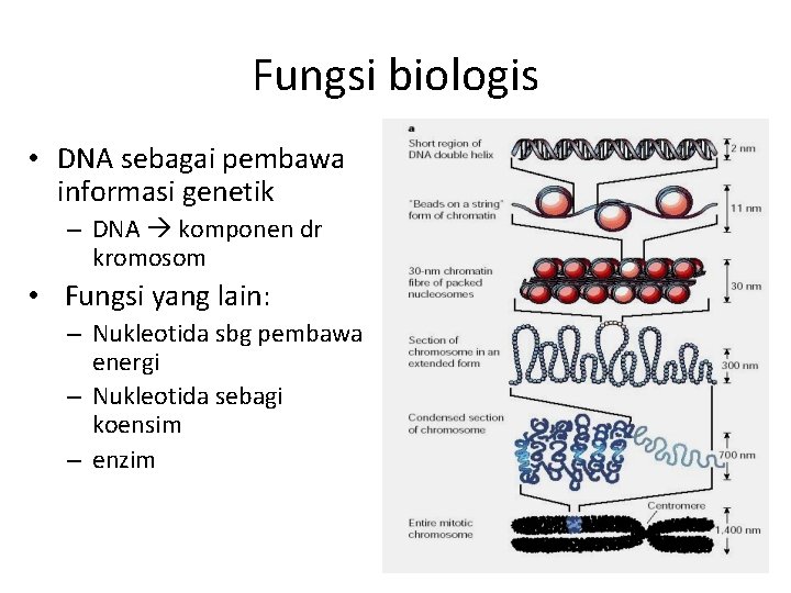 Fungsi biologis • DNA sebagai pembawa informasi genetik – DNA komponen dr kromosom •