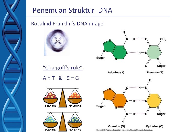 Penemuan Struktur DNA Rosalind Franklin’s DNA image “Chargoff’s rule” A=T & C=G 