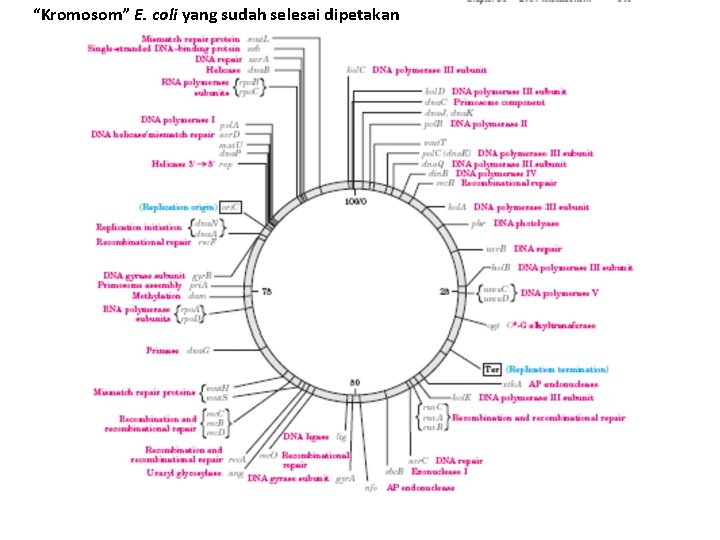 “Kromosom” E. coli yang sudah selesai dipetakan 