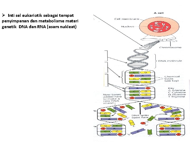 Ø Inti sel eukariotik sebagai tempat penyimpanan dan metabolisme materi genetik DNA dan RNA