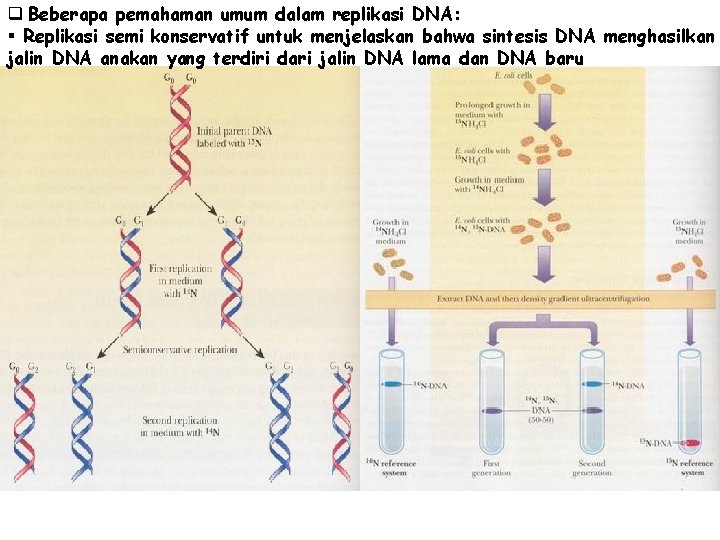 q Beberapa pemahaman umum dalam replikasi DNA: § Replikasi semi konservatif untuk menjelaskan bahwa