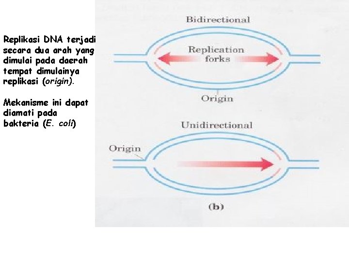 Replikasi DNA terjadi secara dua arah yang dimulai pada daerah tempat dimulainya replikasi (origin).