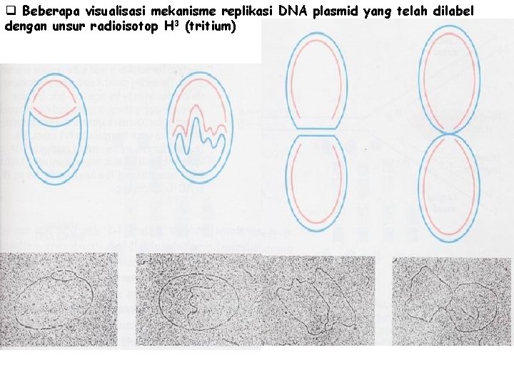 q Beberapa visualisasi mekanisme replikasi DNA plasmid yang telah dilabel dengan unsur radioisotop H