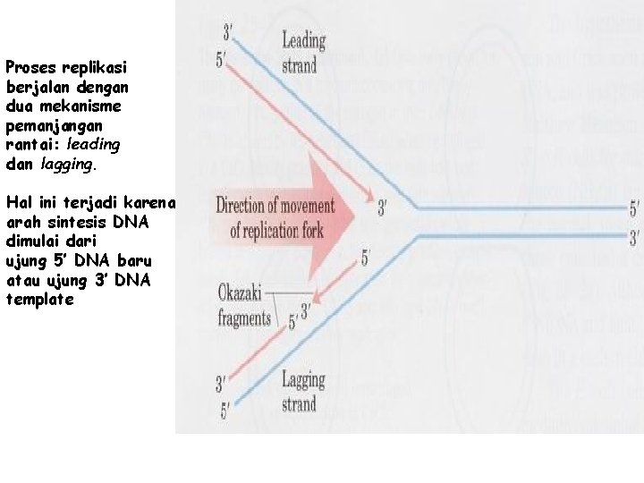 Proses replikasi berjalan dengan dua mekanisme pemanjangan rantai: leading dan lagging. Hal ini terjadi