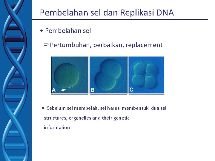 Pembelahan sel dan Replikasi DNA • Pembelahan sel Pertumbuhan, perbaikan, replacement • Sebelum sel